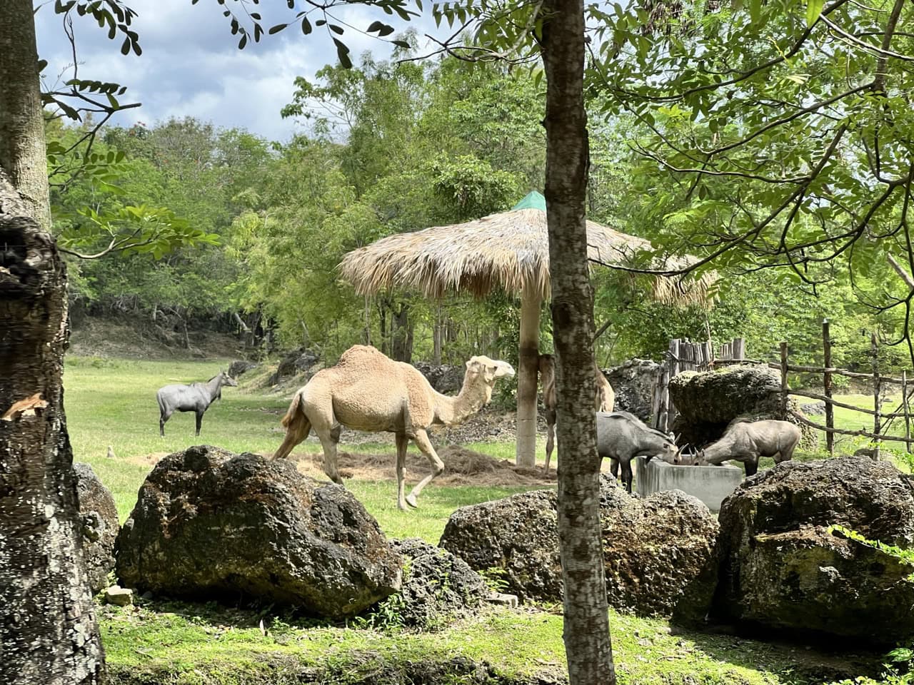 Explora Parque Zoológico Nacional: Descubre la Fauna de República Dominicana...